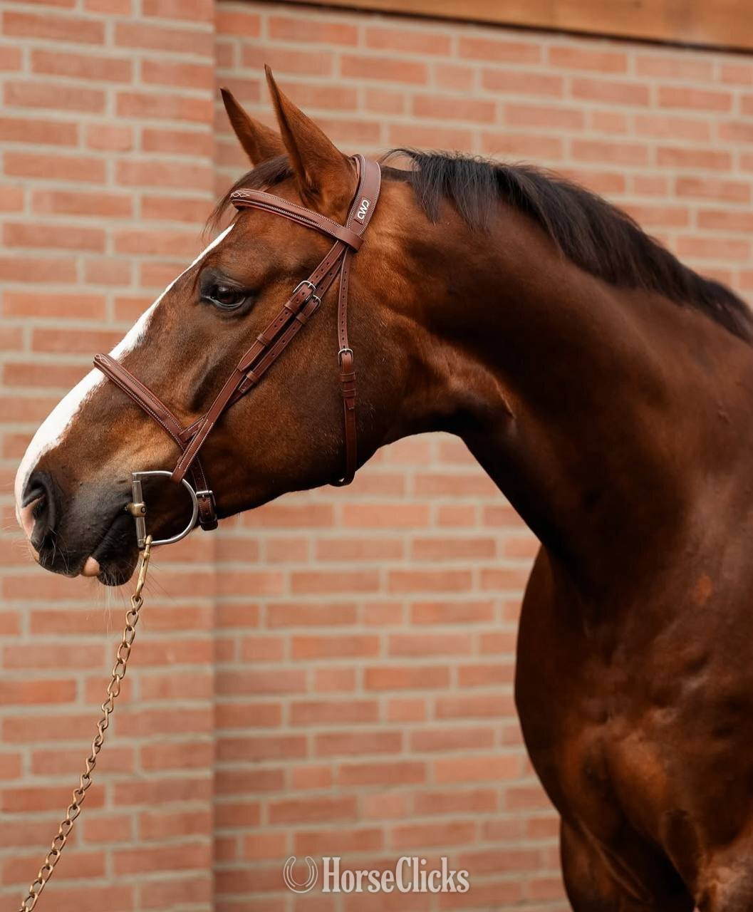 "Grand" Bay Gelding Thoroughbred