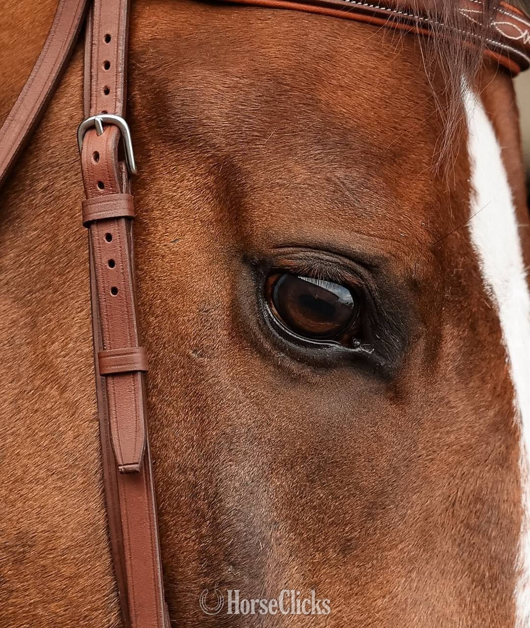 Texas "Grand" Bay Gelding Thoroughbred