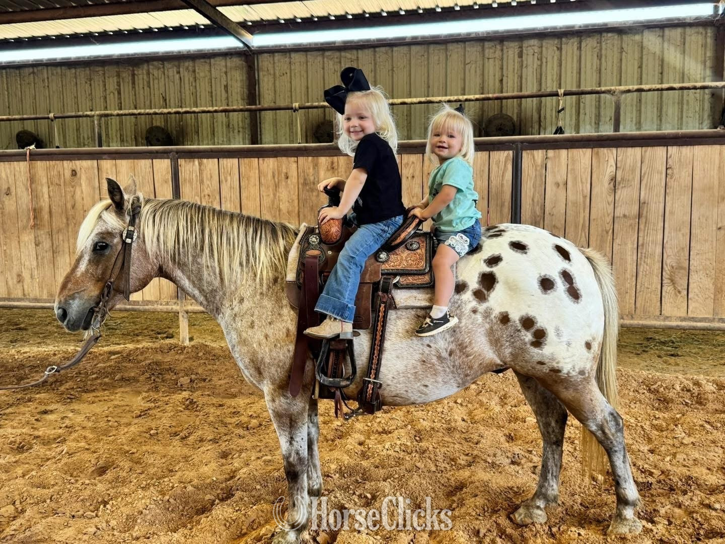 "Hercules " Red Roan Gelding Pony in North Carolina