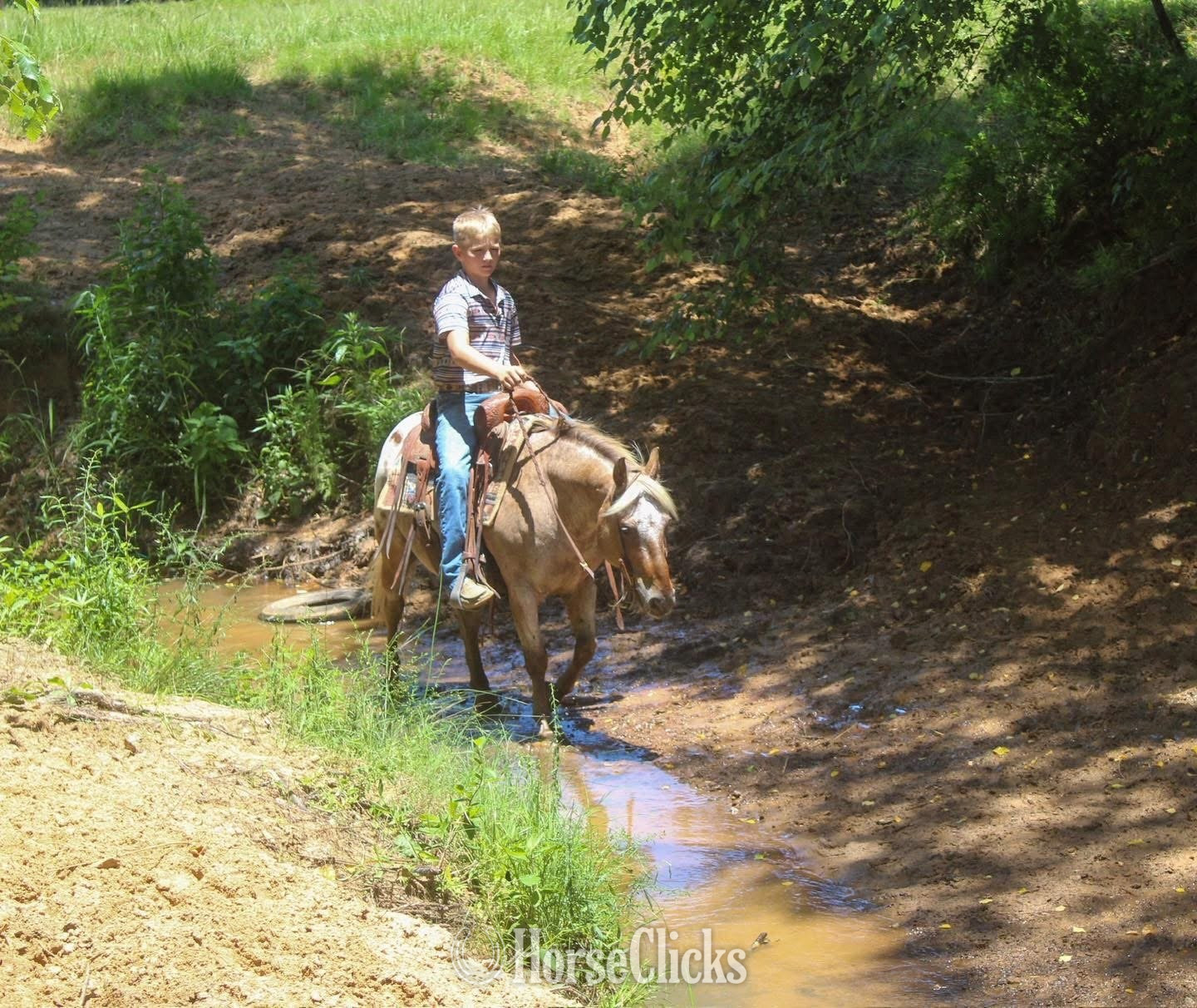 "Hercules " Red Roan Gelding Pony