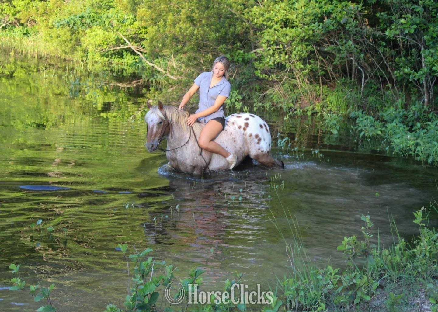 North Carolina "Hercules " Red Roan Gelding Pony