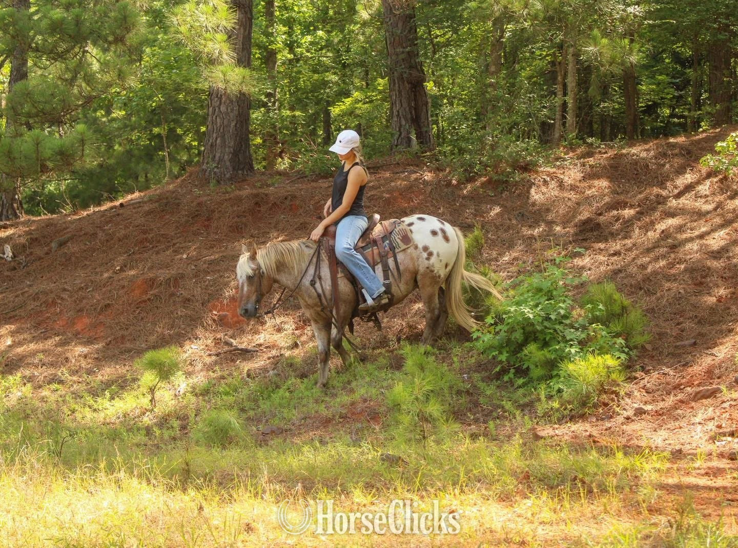 "Hercules " Red Roan Gelding Pony - Pony in North Carolina