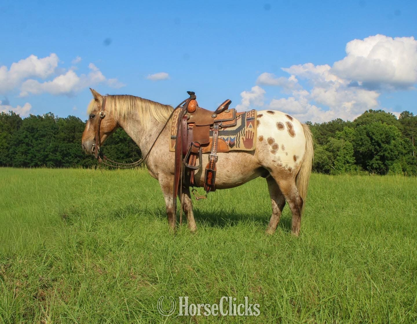 "Hercules " Red Roan Gelding Pony - Pony
