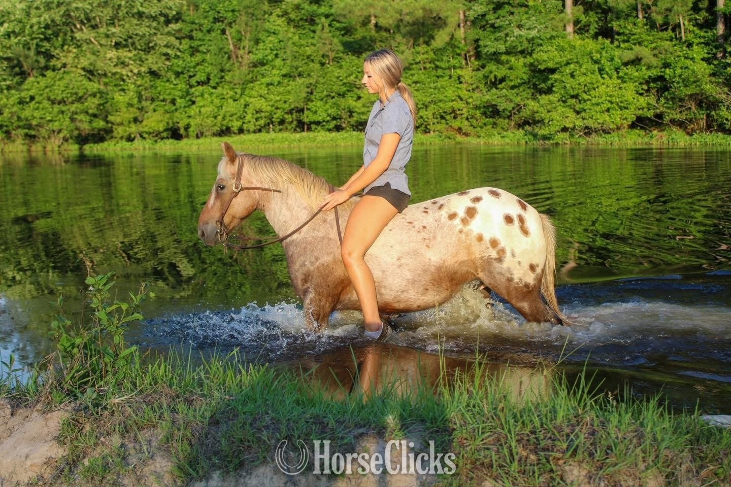 "Hercules " Red Roan Gelding Pony North Carolina