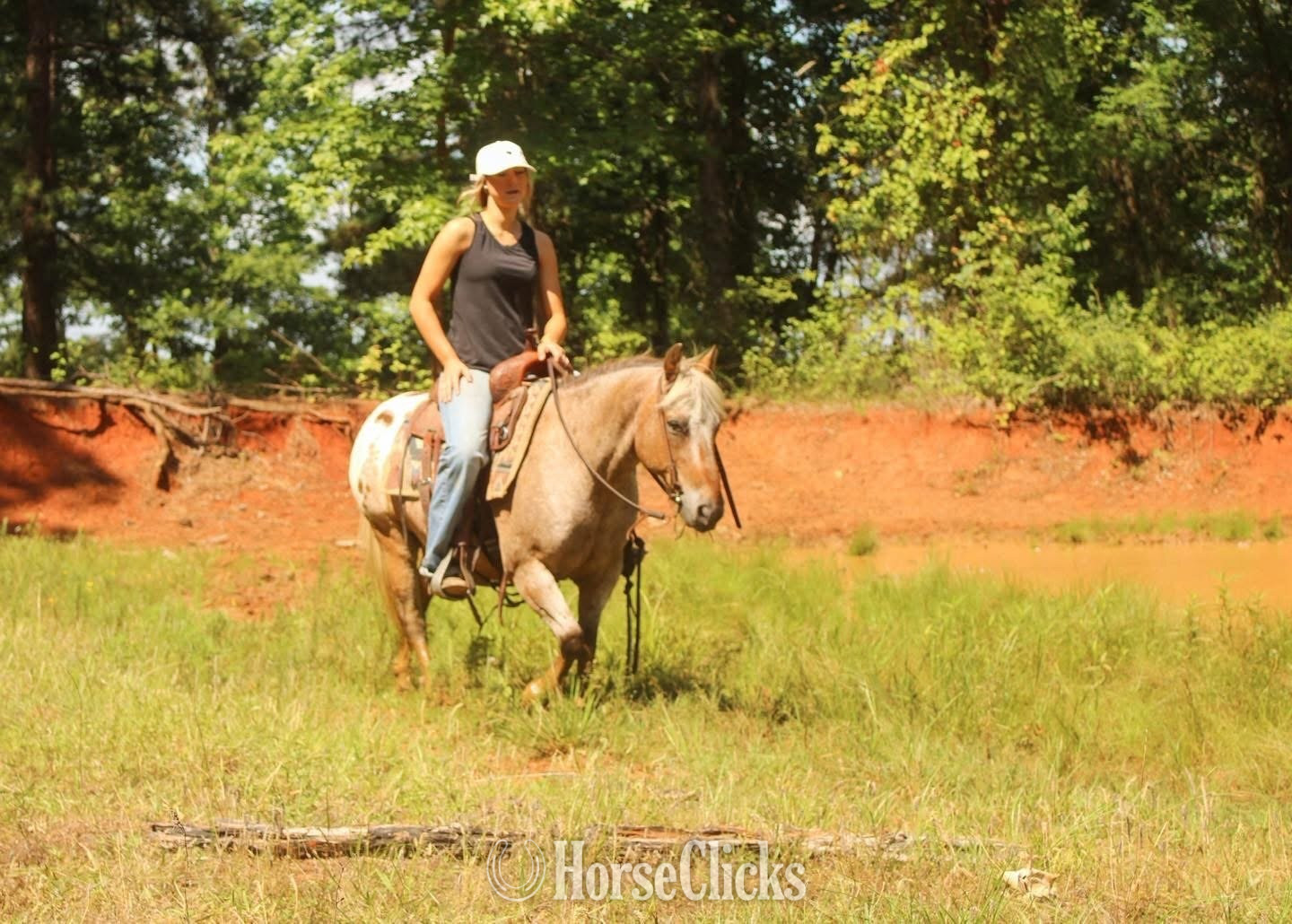 Pony - "Hercules " Red Roan Gelding Pony in North Carolina