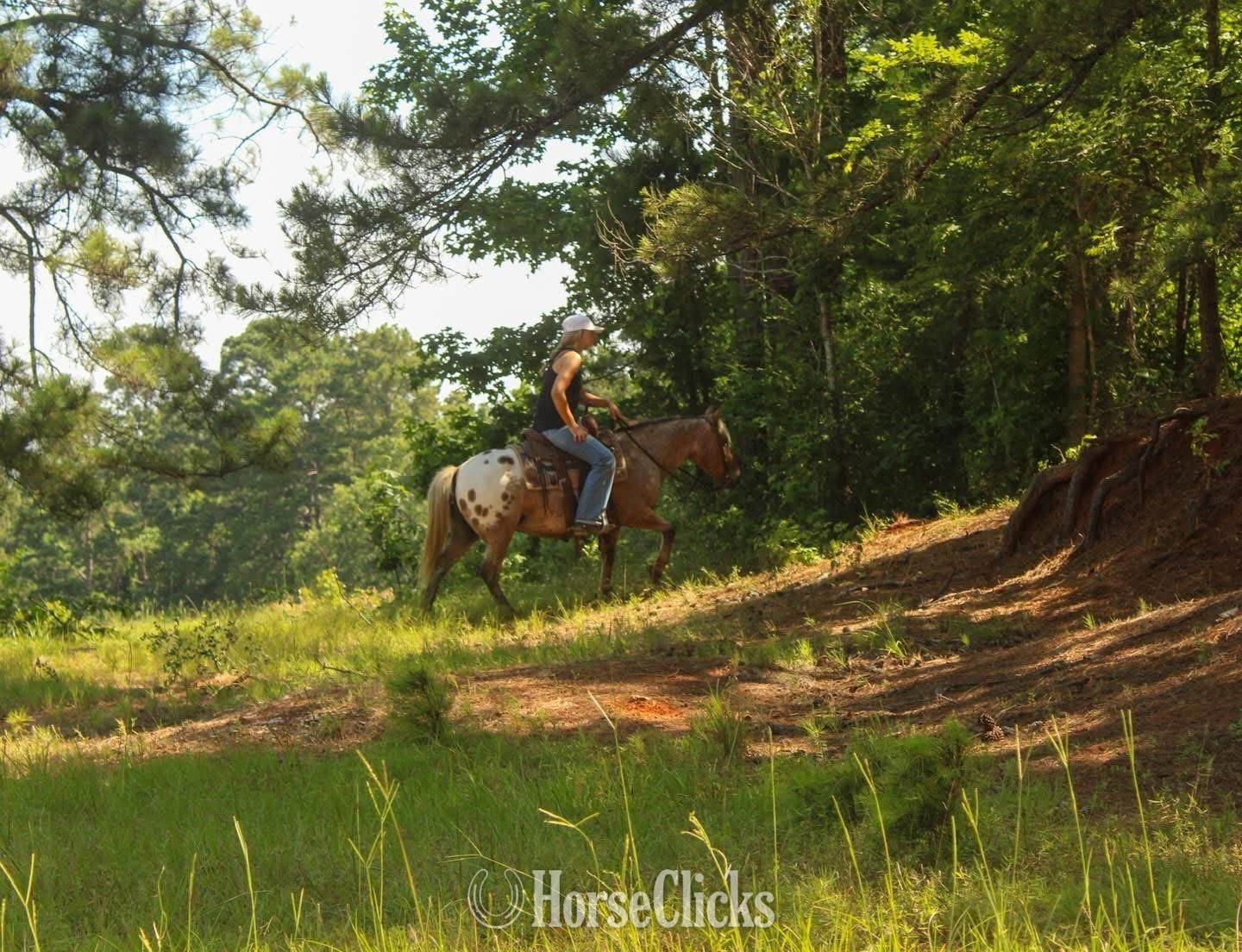 Pony - "Hercules " Red Roan Gelding Pony