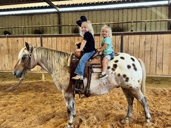 "Hercules " Red Roan Gelding Pony