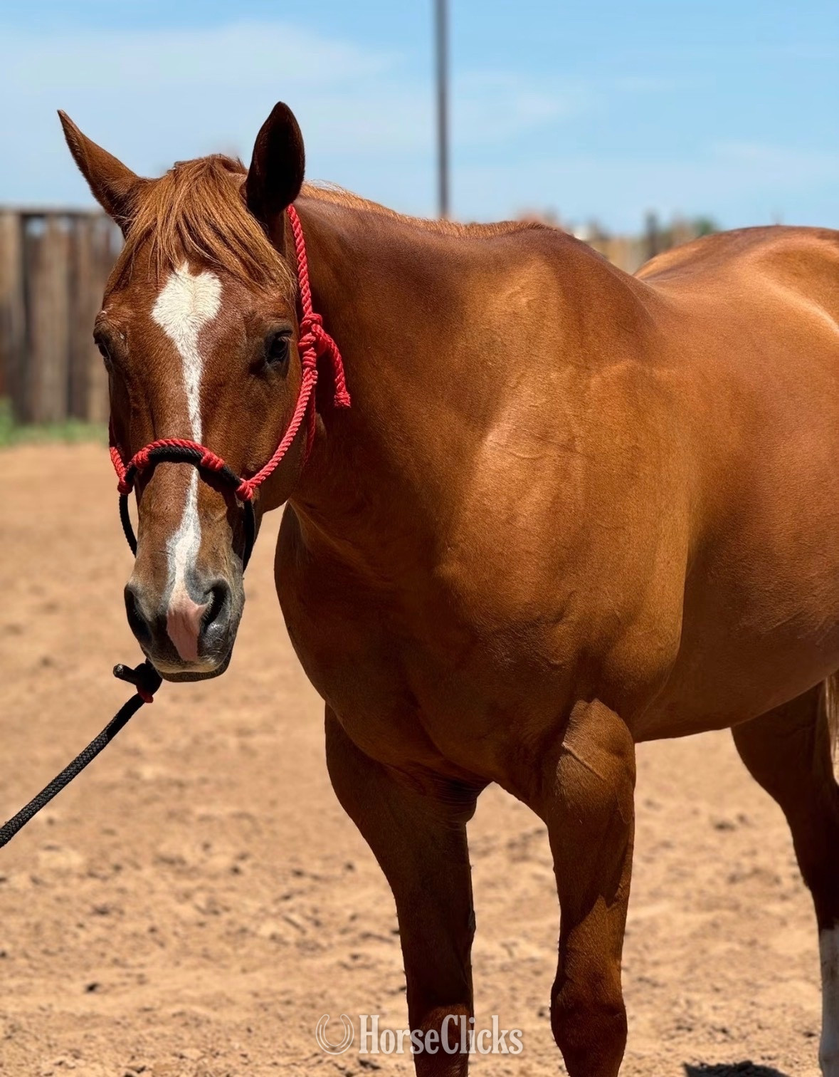 "Bugs" Sorrel Gelding Other Breed in Alabama