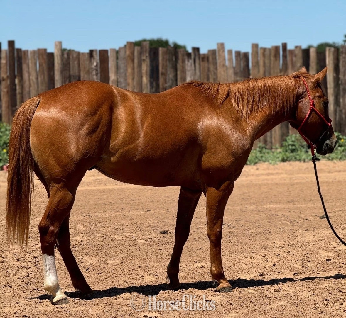 "Bugs" Sorrel Gelding Other Breed