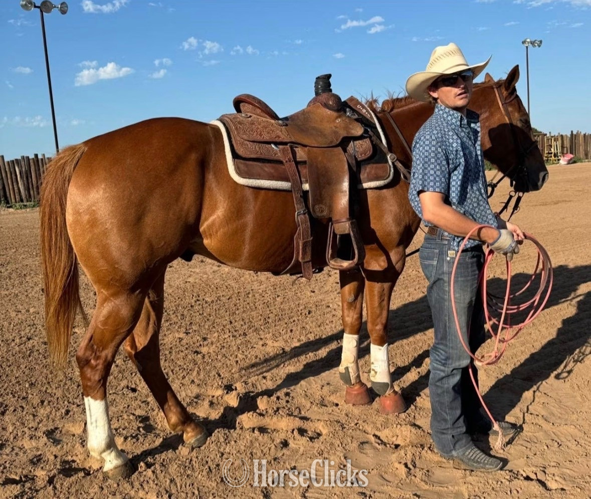 Alabama "Bugs" Sorrel Gelding Other Breed