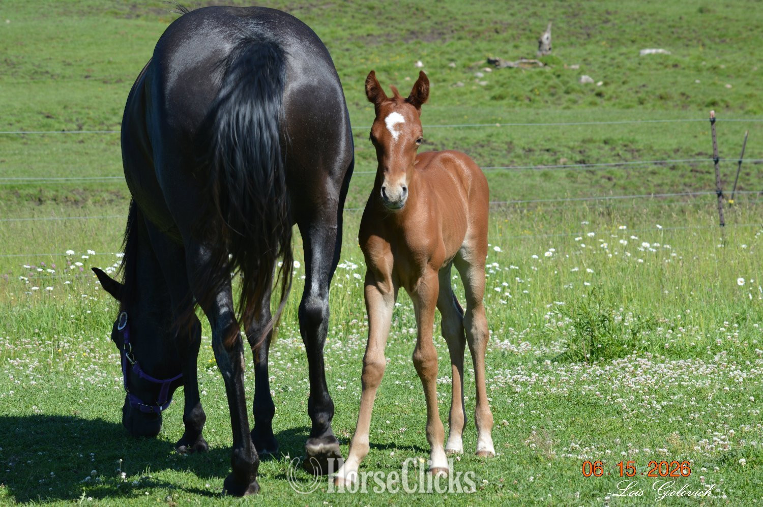 "CLG Driftin Bass" Chestnut Colt Quarter Horse in Michigan