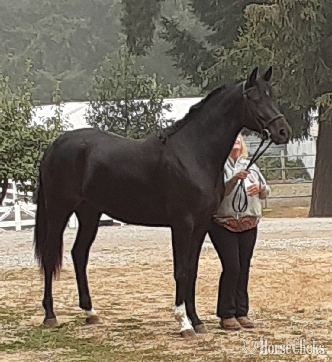 "Duesenberg" Chocolate Mare Hanoverian