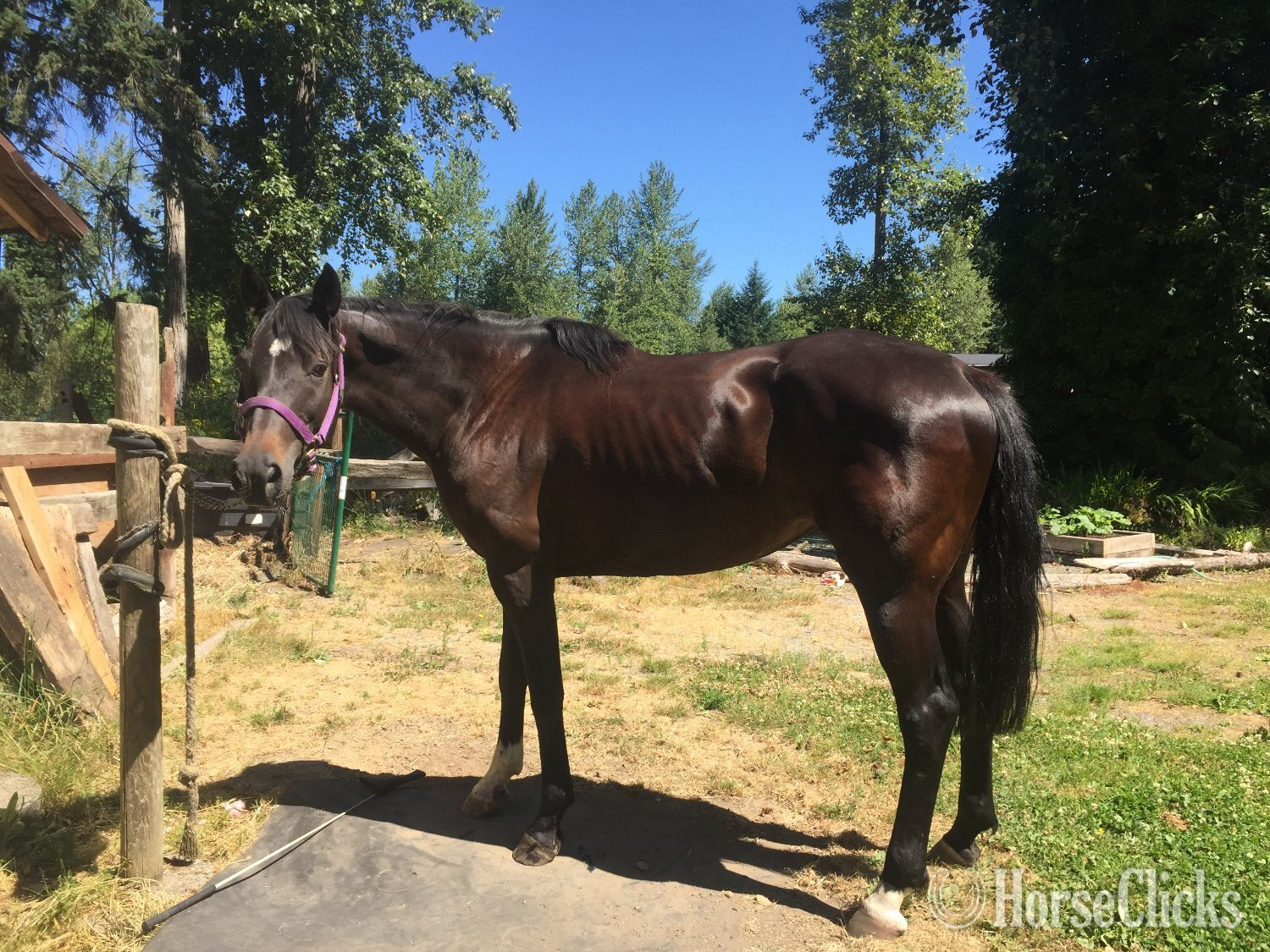 Washington "Duesenberg" Chocolate Mare Hanoverian