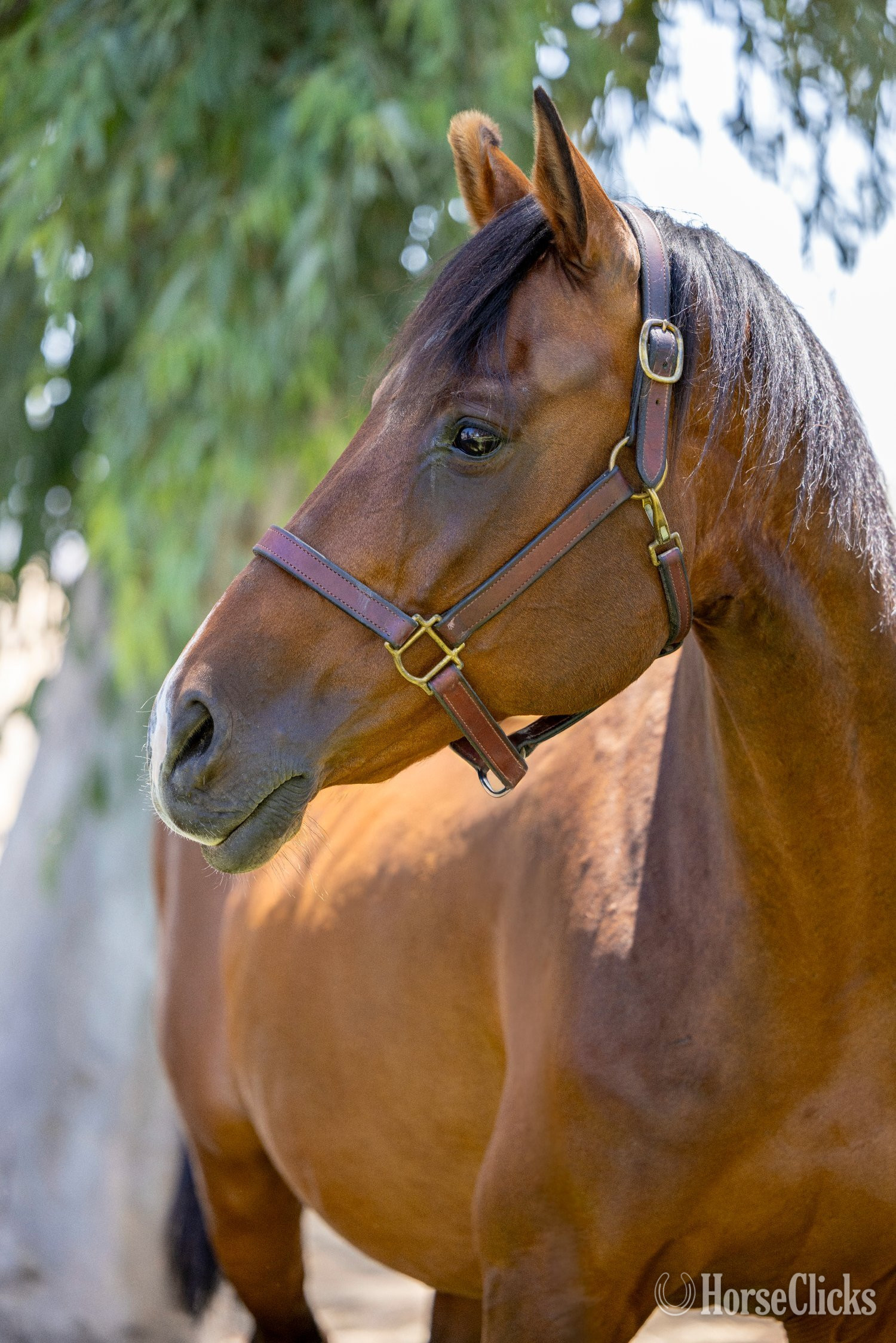 "Heart of Gold "Sofia"" Bay Mare Warmblood in California