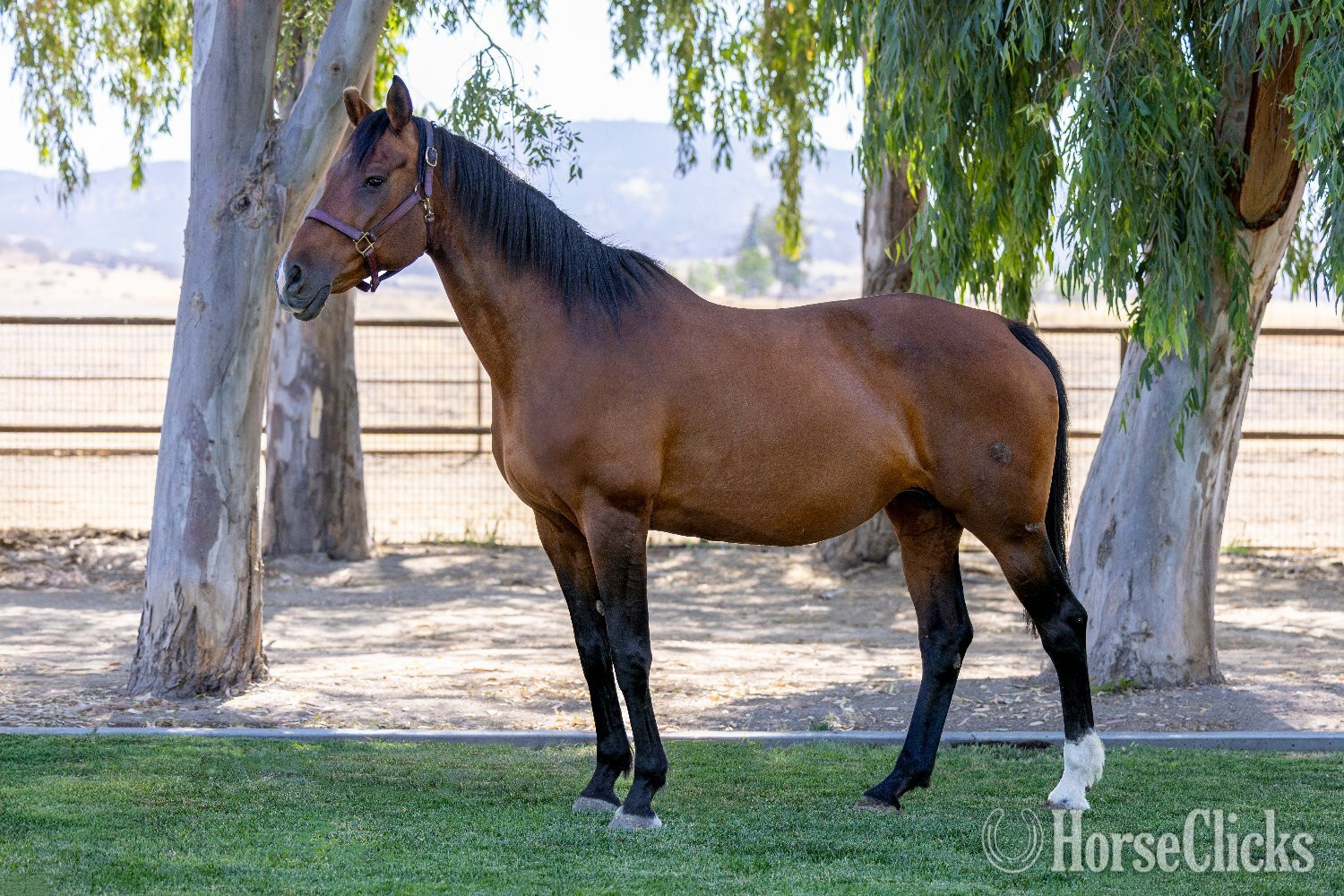 "Heart of Gold "Sofia"" Bay Mare Warmblood