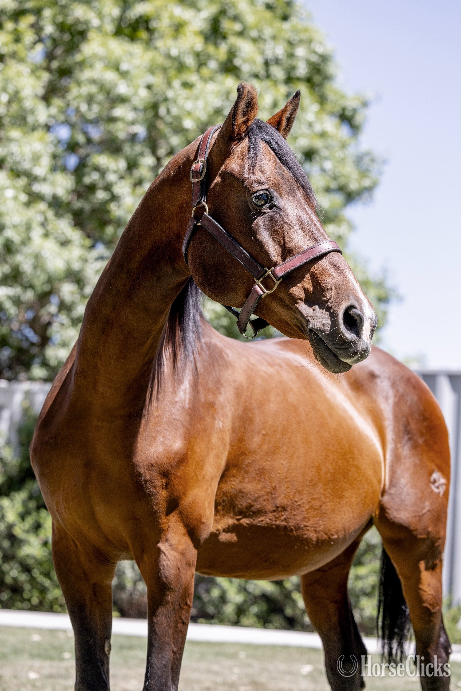 California "Heart of Gold "Sofia"" Bay Mare Warmblood