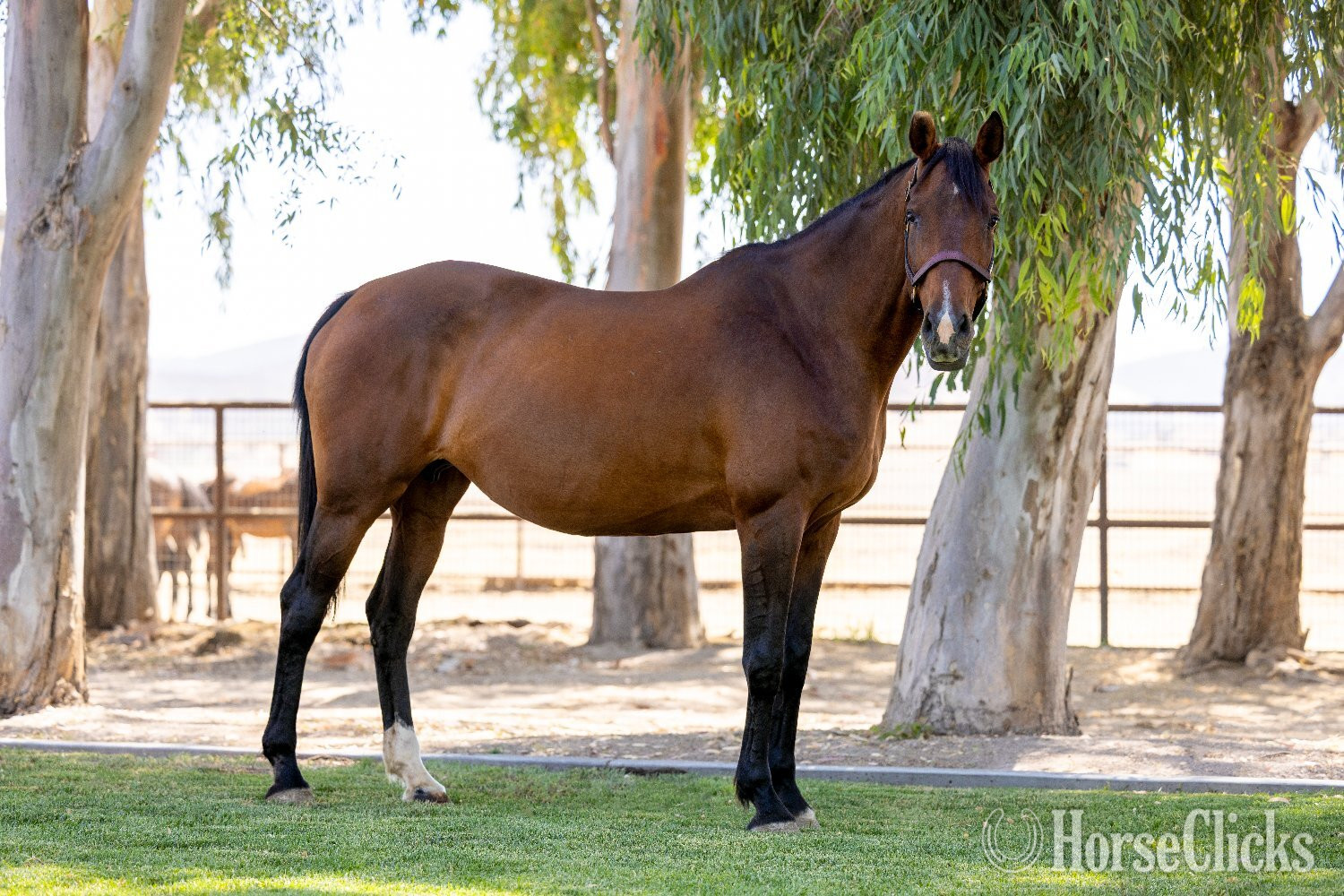 "Heart of Gold "Sofia"" Bay Mare Warmblood - Warmblood in California