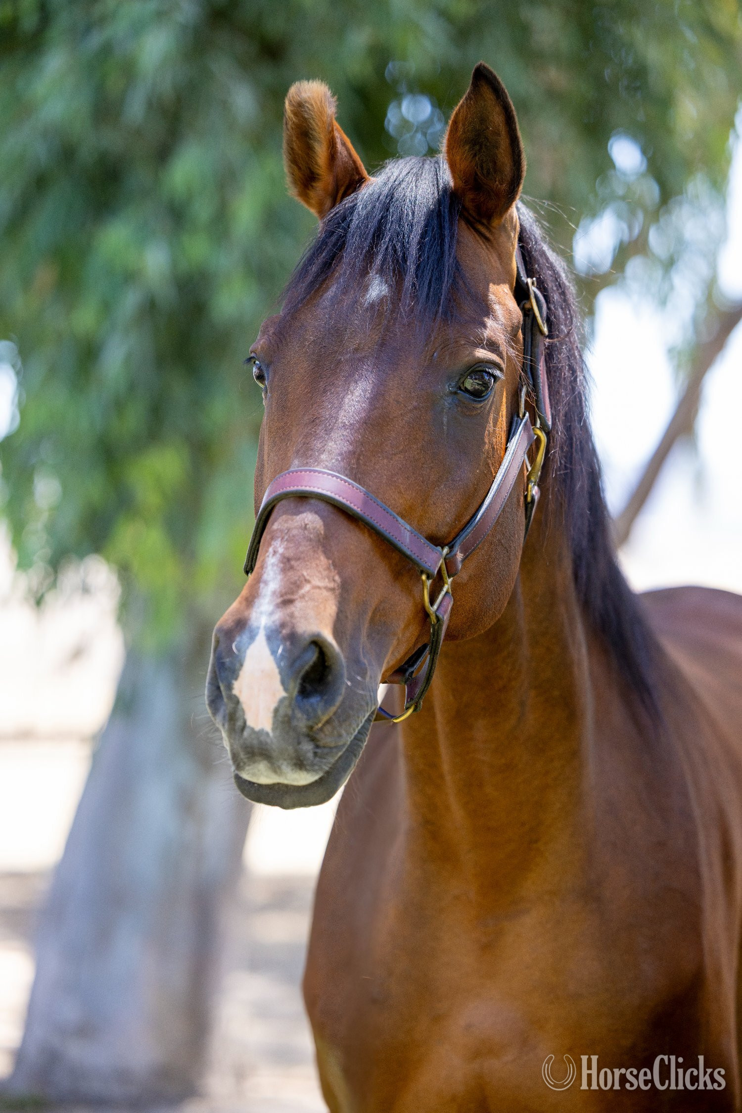 "Heart of Gold "Sofia"" Bay Mare Warmblood - Warmblood
