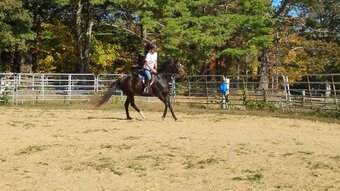 "Scanning" Bay Mare Thoroughbred