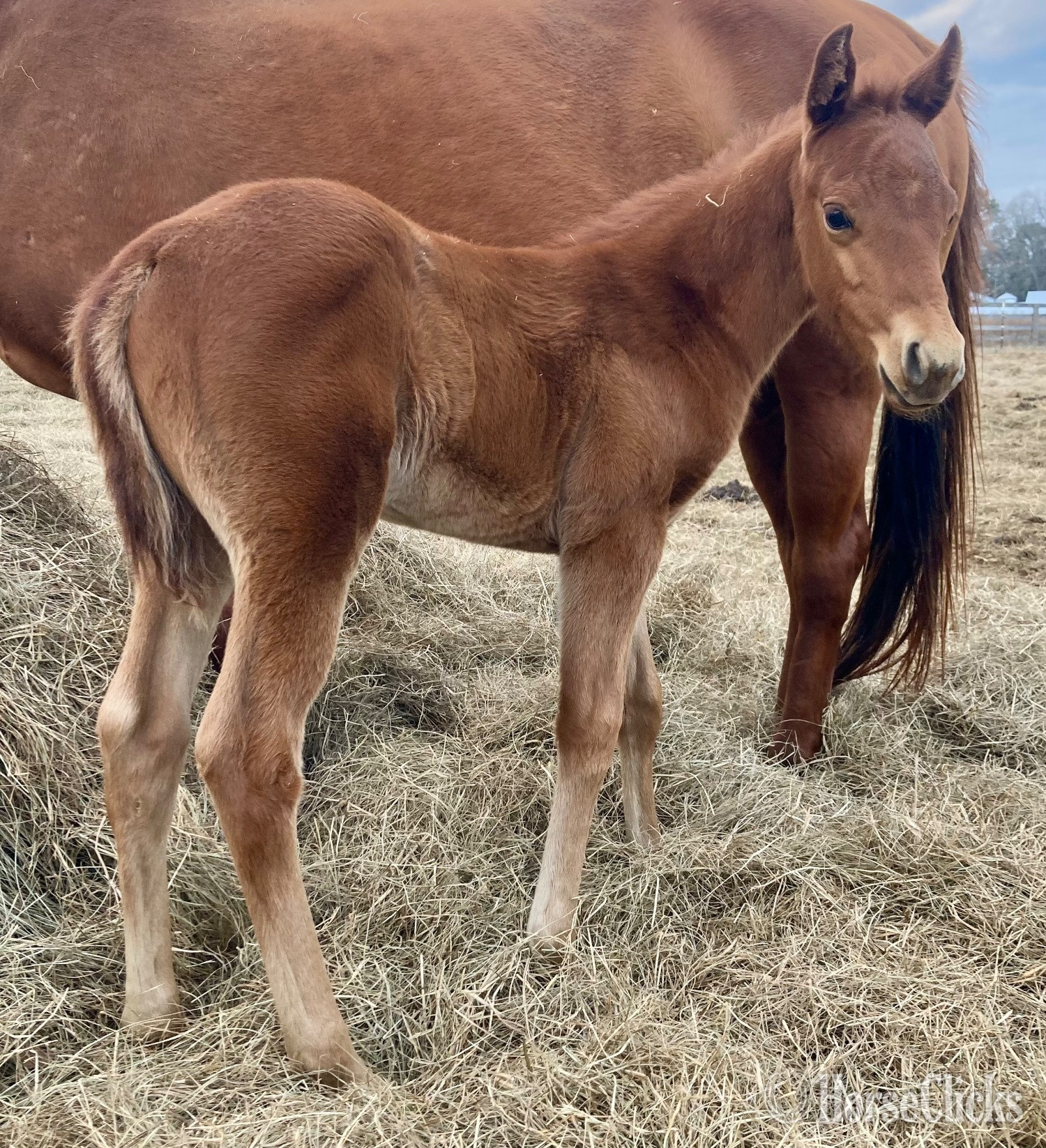 "Junewoods Playgun" Chestnut Colt Quarter Horse in Alabama