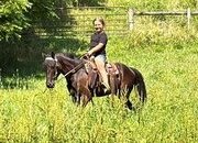 "THUNDER" Black Gelding Kentucky Mountain