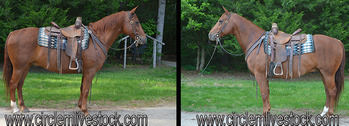 "Tank" Sorrel Gelding Quarter Horse