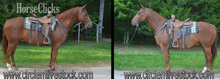 "Tank" Sorrel Gelding Quarter Horse in North Carolina