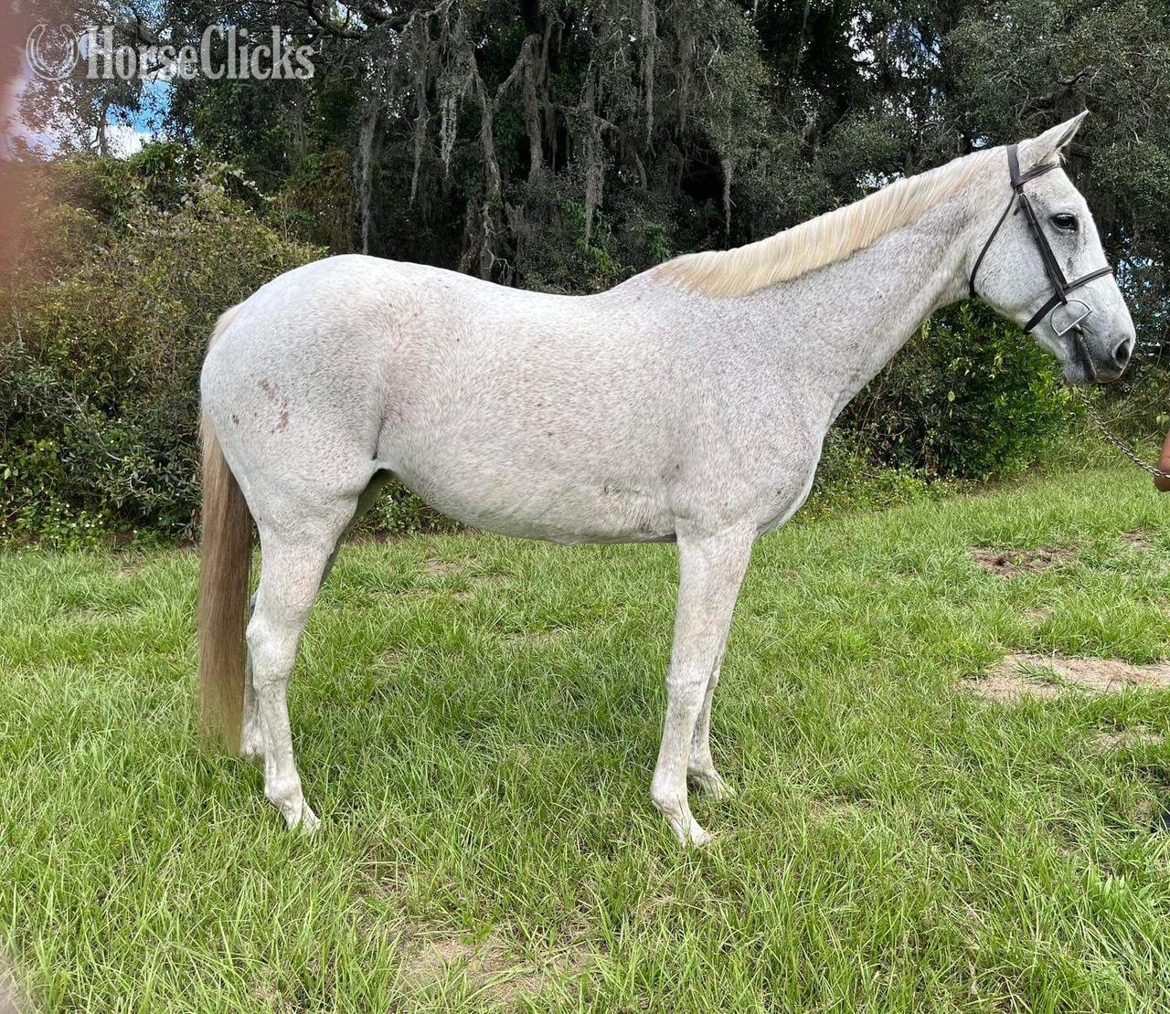 "Silver N Roses" Grey Mare Thoroughbred in Florida