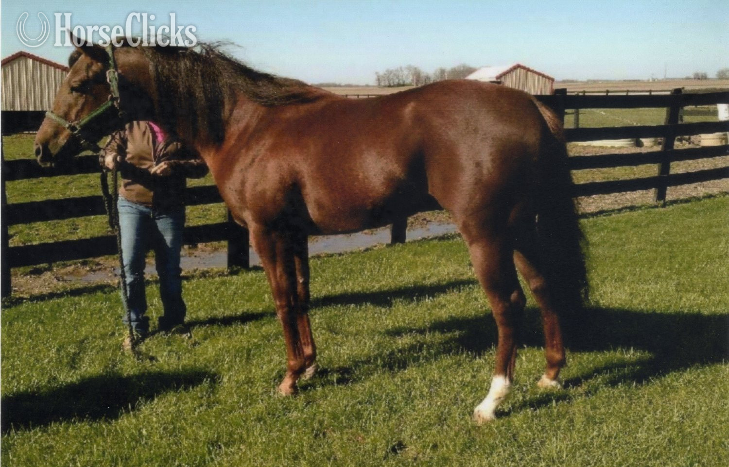 "Mr Blazing Cash" Chestnut Stallion Quarter Horse in Michigan