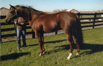 "Mr Blazing Cash" Chestnut Stallion Quarter Horse