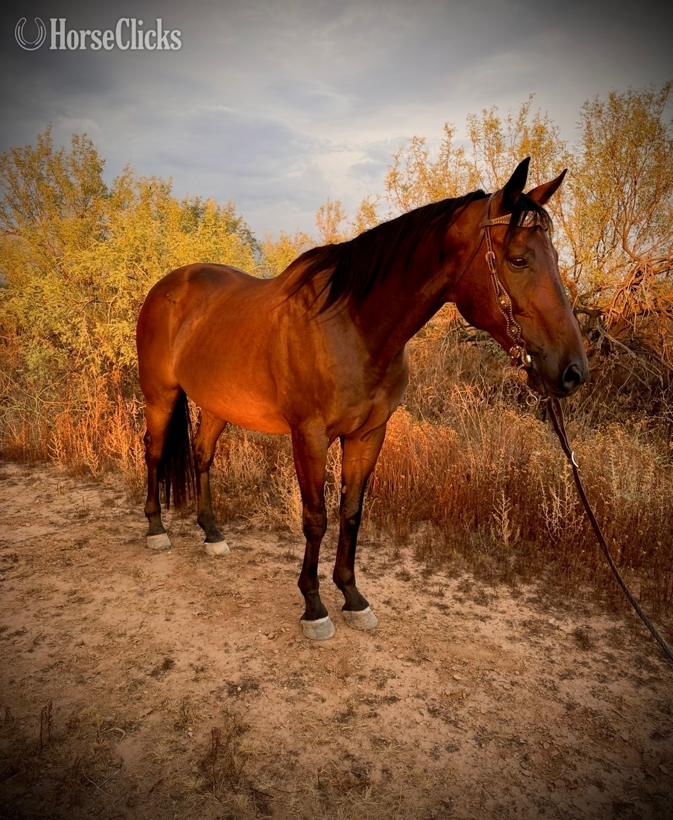 "Rio" Bay Gelding Thoroughbred in Arizona