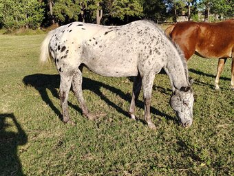 "Tinasdeproof " Blue Roan Mare Appaloosa