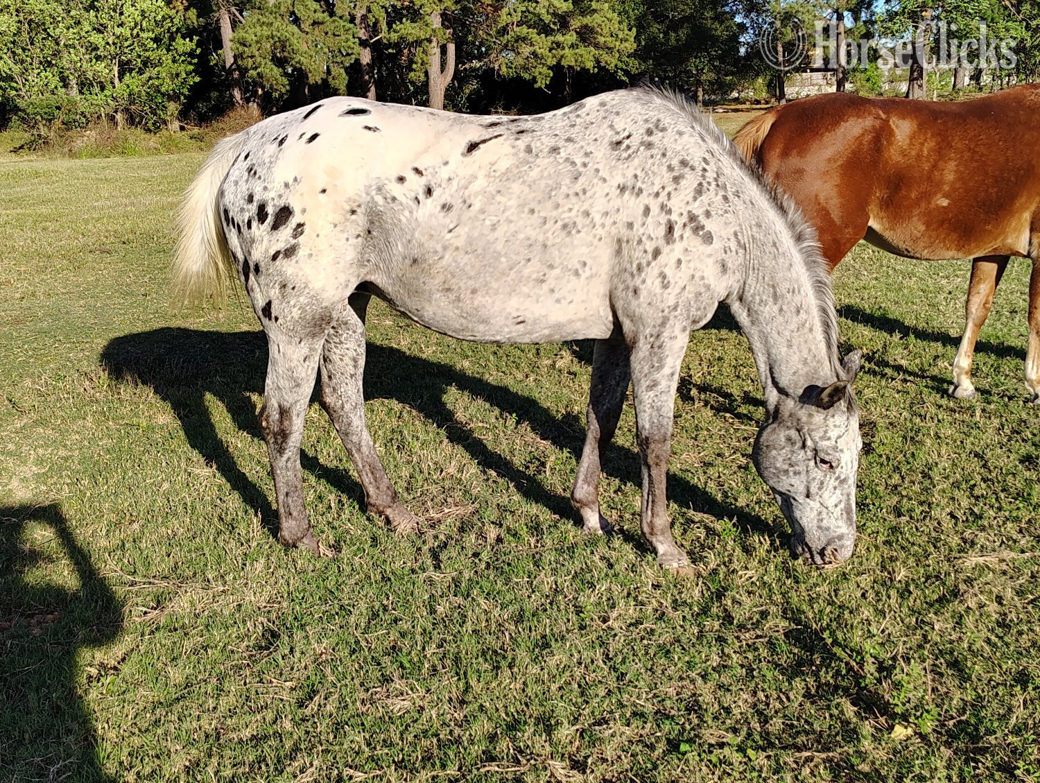 "Tinasdeproof " Blue Roan Mare Appaloosa in Missouri