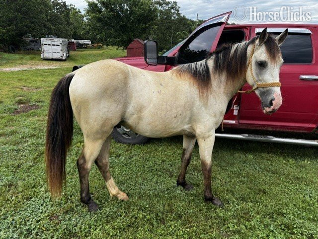 "Baloo" Buckskin Gelding Quarter Pony