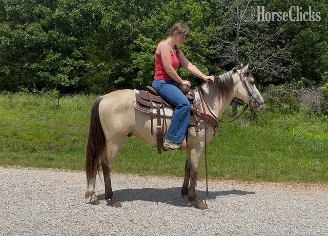 Missouri "Baloo" Buckskin Gelding Quarter Pony