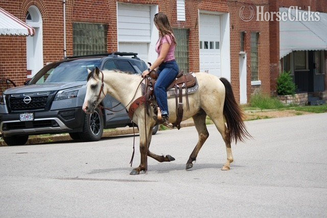 "Baloo" Buckskin Gelding Quarter Pony - Quarter Pony in Missouri