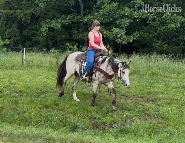"Baloo" Buckskin Gelding Quarter Pony Missouri