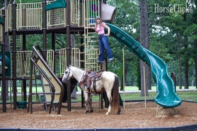 Quarter Pony - "Baloo" Buckskin Gelding Quarter Pony