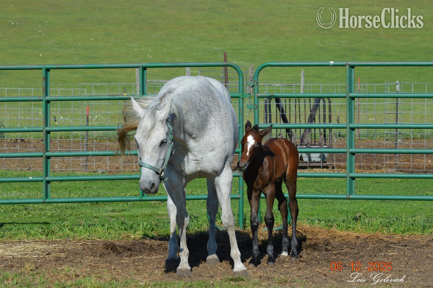 "CLG Twisted Drifter" Grey Colt Quarter Horse in Michigan