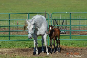 "CLG Twisted Drifter" Grey Colt Quarter Horse