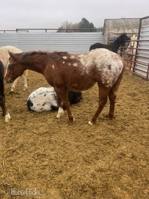 "Buttons" Sorrel Colt Appaloosa in North Dakota