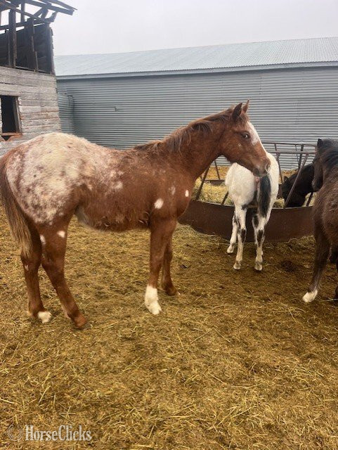 "Buttons" Sorrel Colt Appaloosa