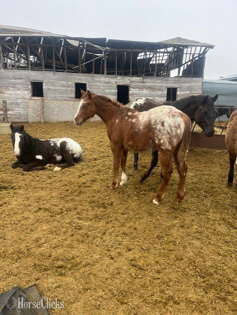 North Dakota "Buttons" Sorrel Colt Appaloosa