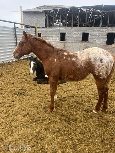 "Buttons" Sorrel Colt Appaloosa - Appaloosa in North Dakota
