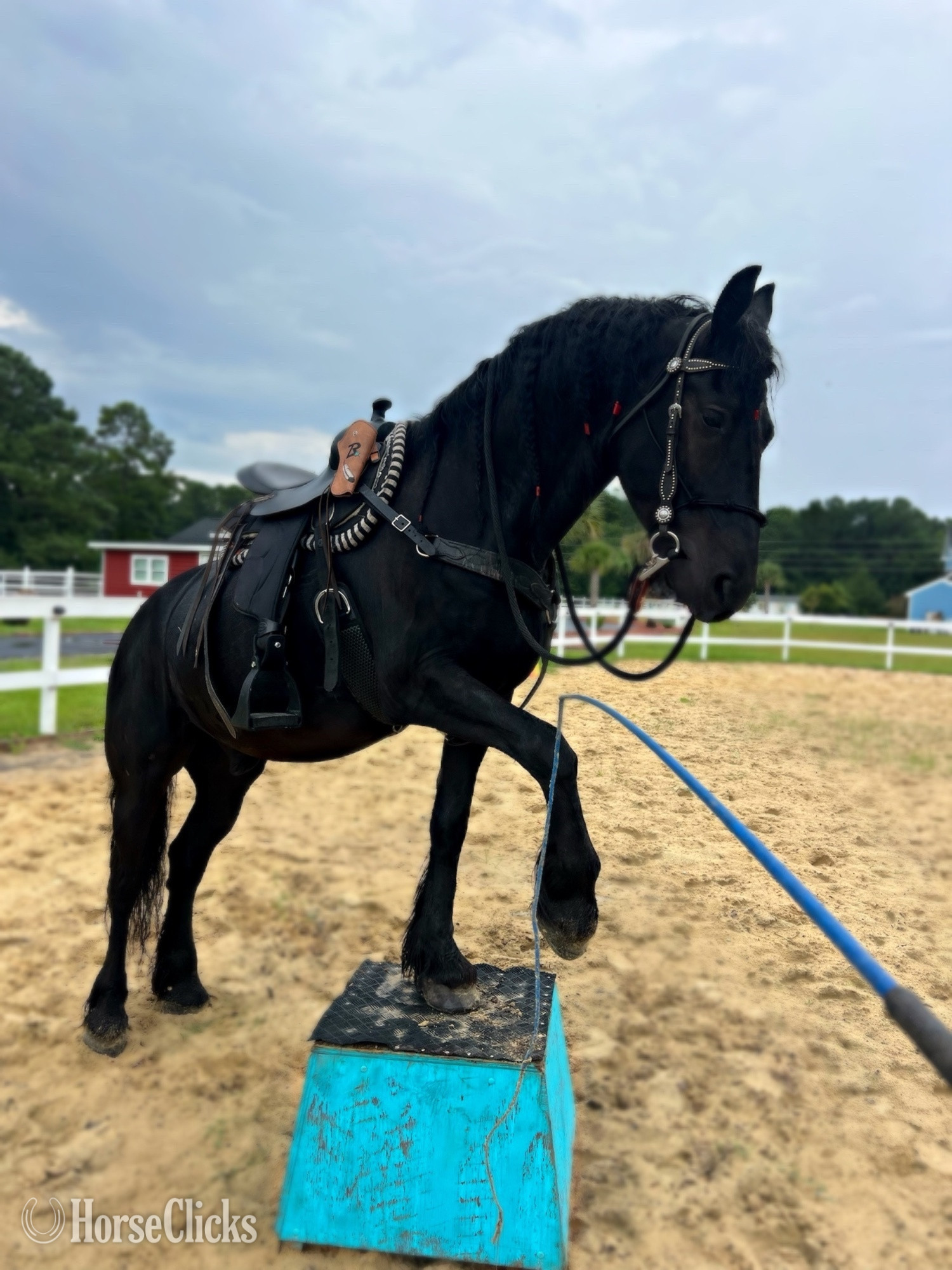 "Pancho "  Gelding Friesian in North Carolina