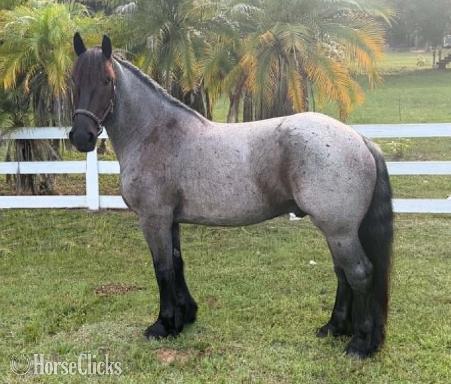 "MOONSHINE" Blue Roan Gelding Draft in Florida