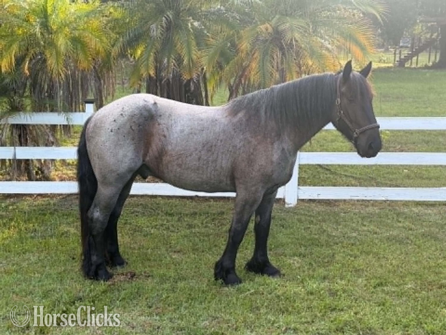 "MOONSHINE" Blue Roan Gelding Draft