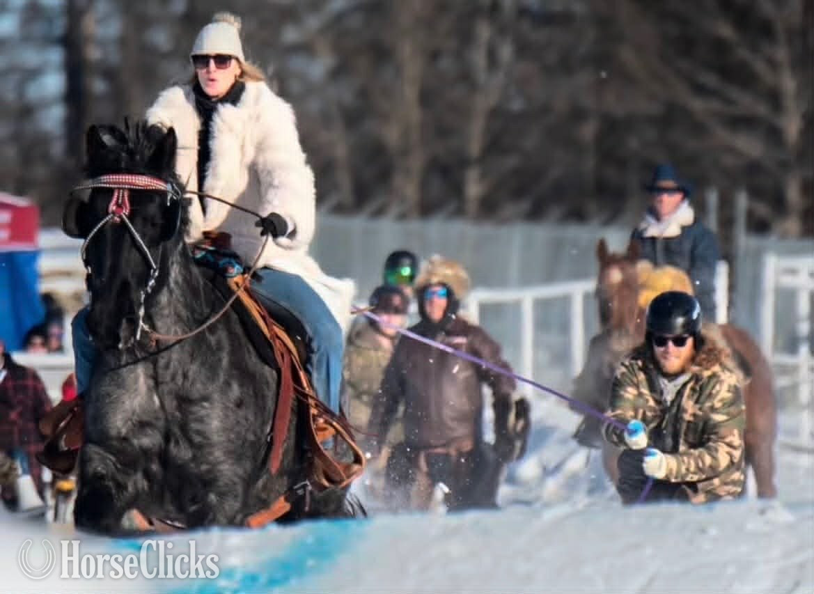 Florida "MOONSHINE" Blue Roan Gelding Draft