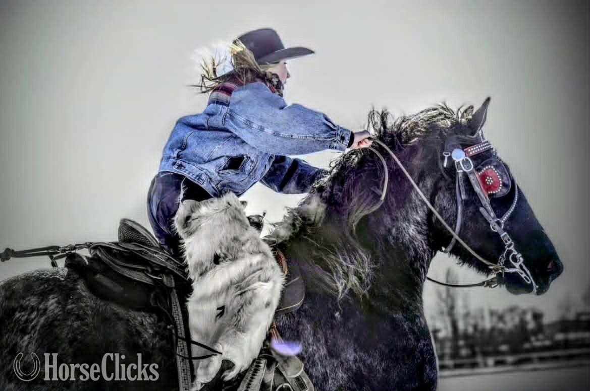 "MOONSHINE" Blue Roan Gelding Draft - Draft in Florida