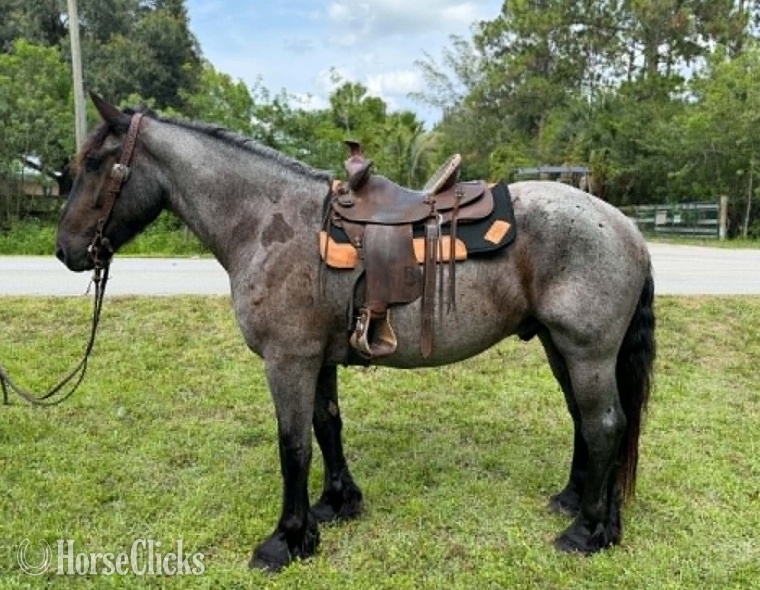 "MOONSHINE" Blue Roan Gelding Draft - Draft